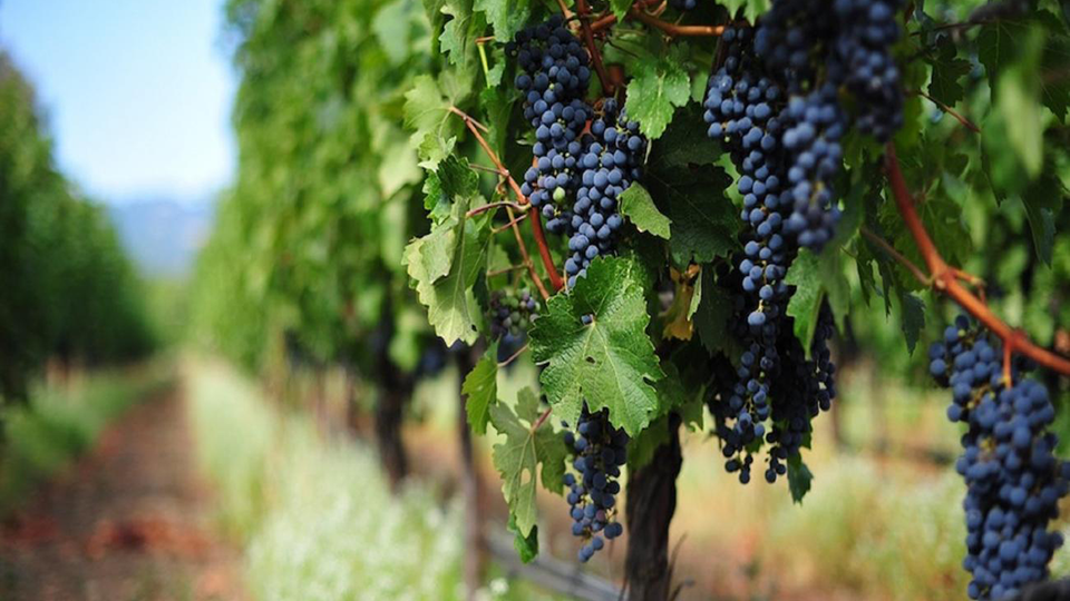 INPS: esonero contributivo aziende filiere agricole mensilità febbraio 2021