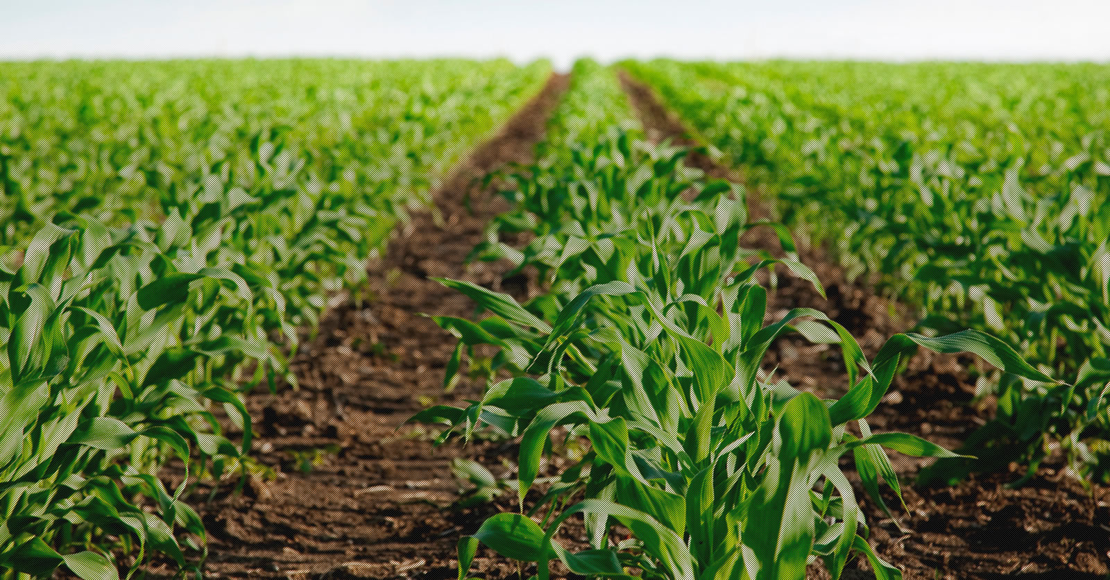 Emilia Romagna: aperta la misura 4.2.01 per l’agroindustria