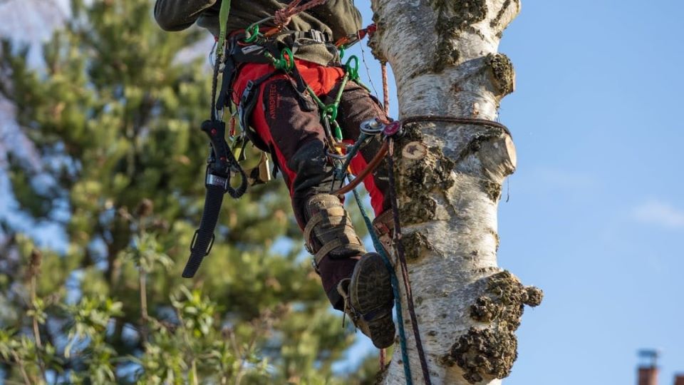 Eima 2024 - Sabart presenta le ultime novità per il giardinaggio, il bosco e l’officina